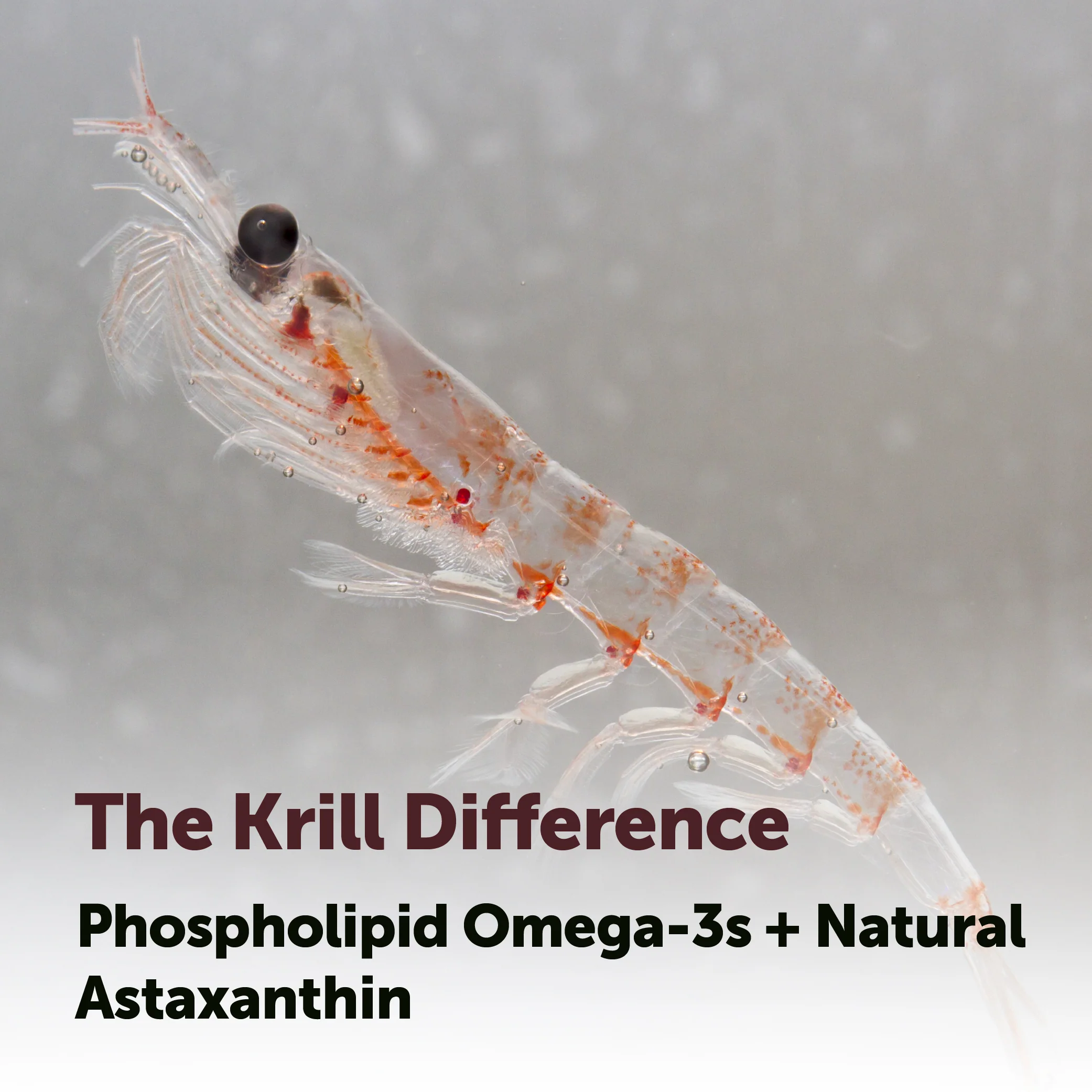Micro Ingredients Antarctic Krill Oil 1000mg with Omega 3 - Image 8