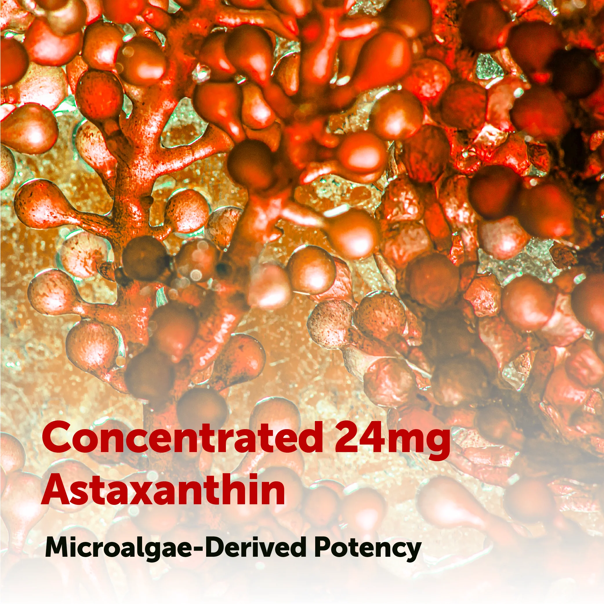 Micro Ingredients Astaxanthin 24mg Softgels - Image 12
