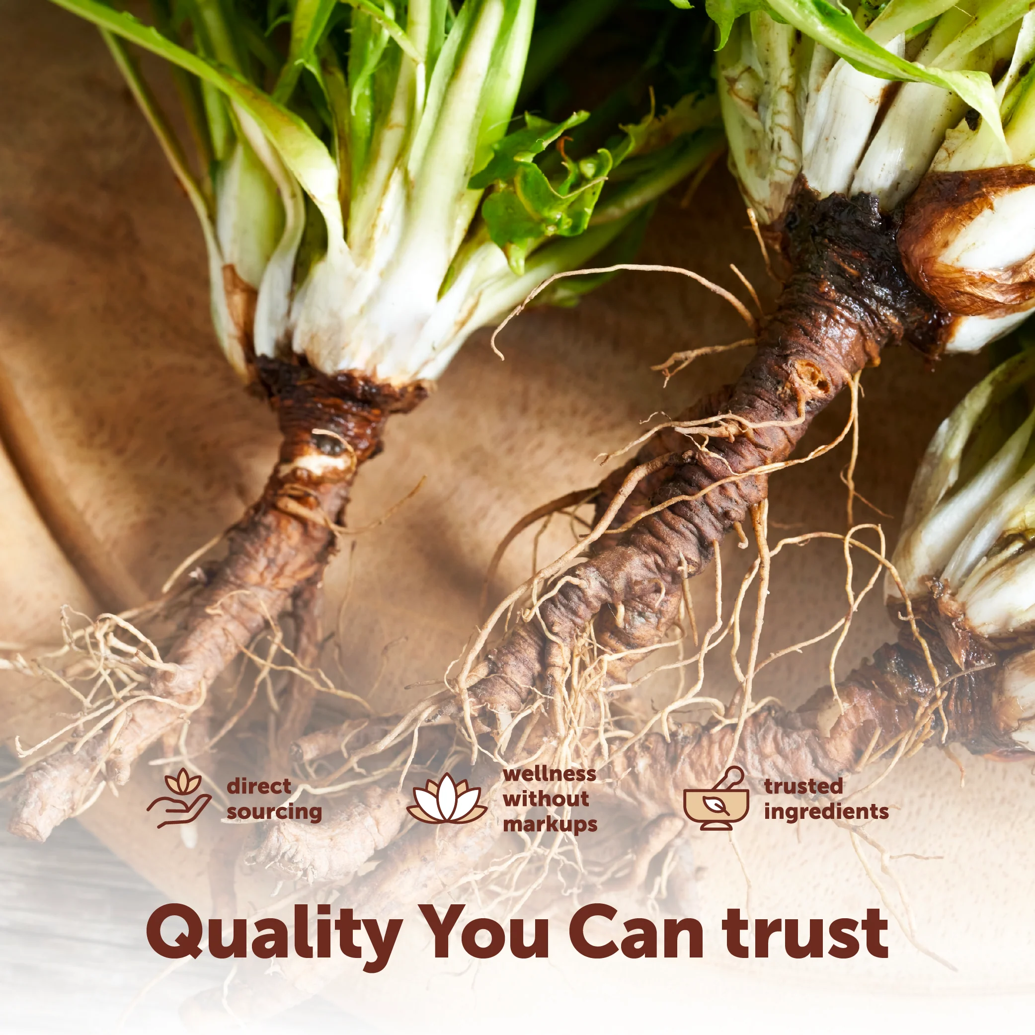 Micro Ingredients Dandelion Root with Turmeric Root and Ginger Root, 240 Milk Thistle Oil Softgels - Image 6