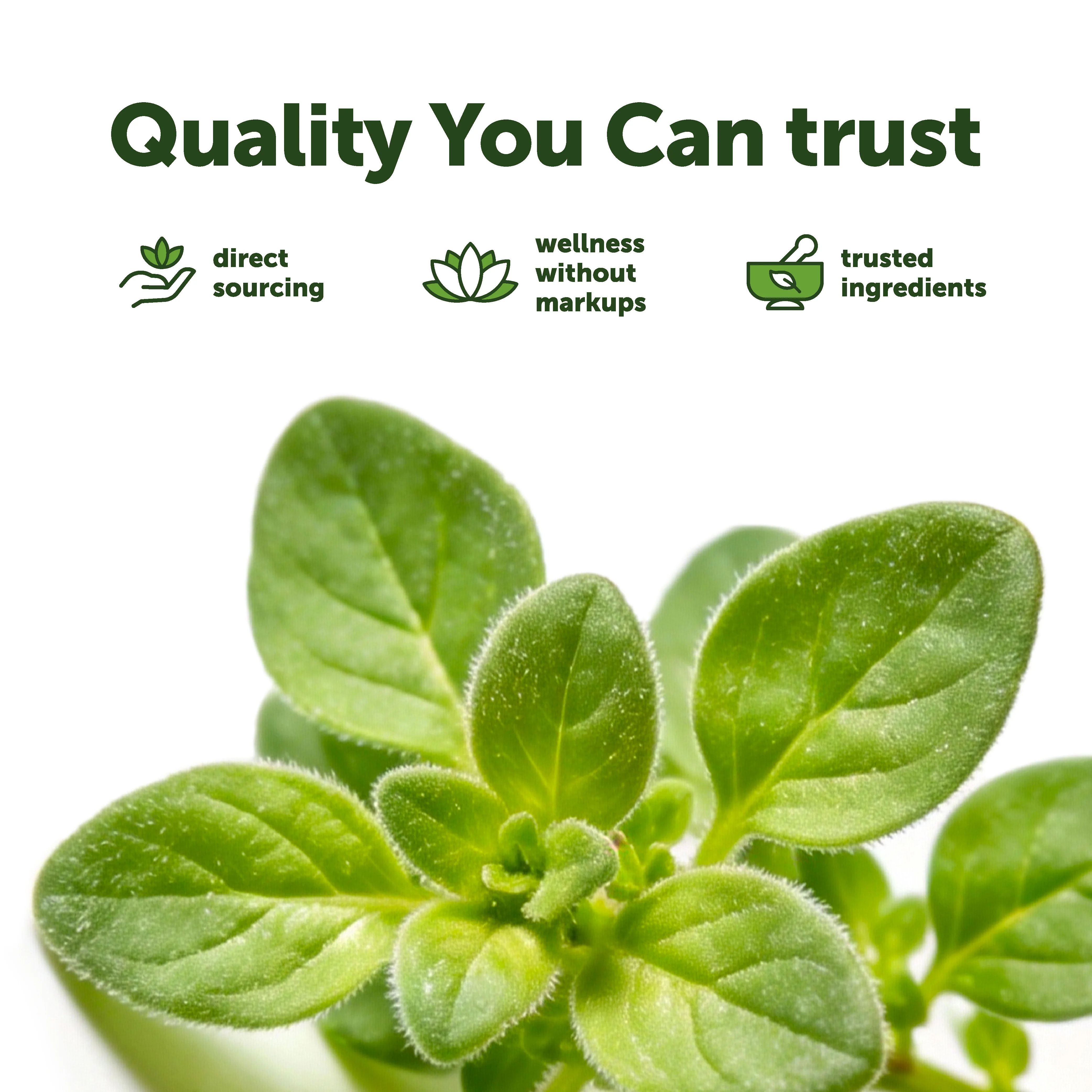 Micro Ingredients Oil of Oregano with Black Seed Oil Softgels - Image 10