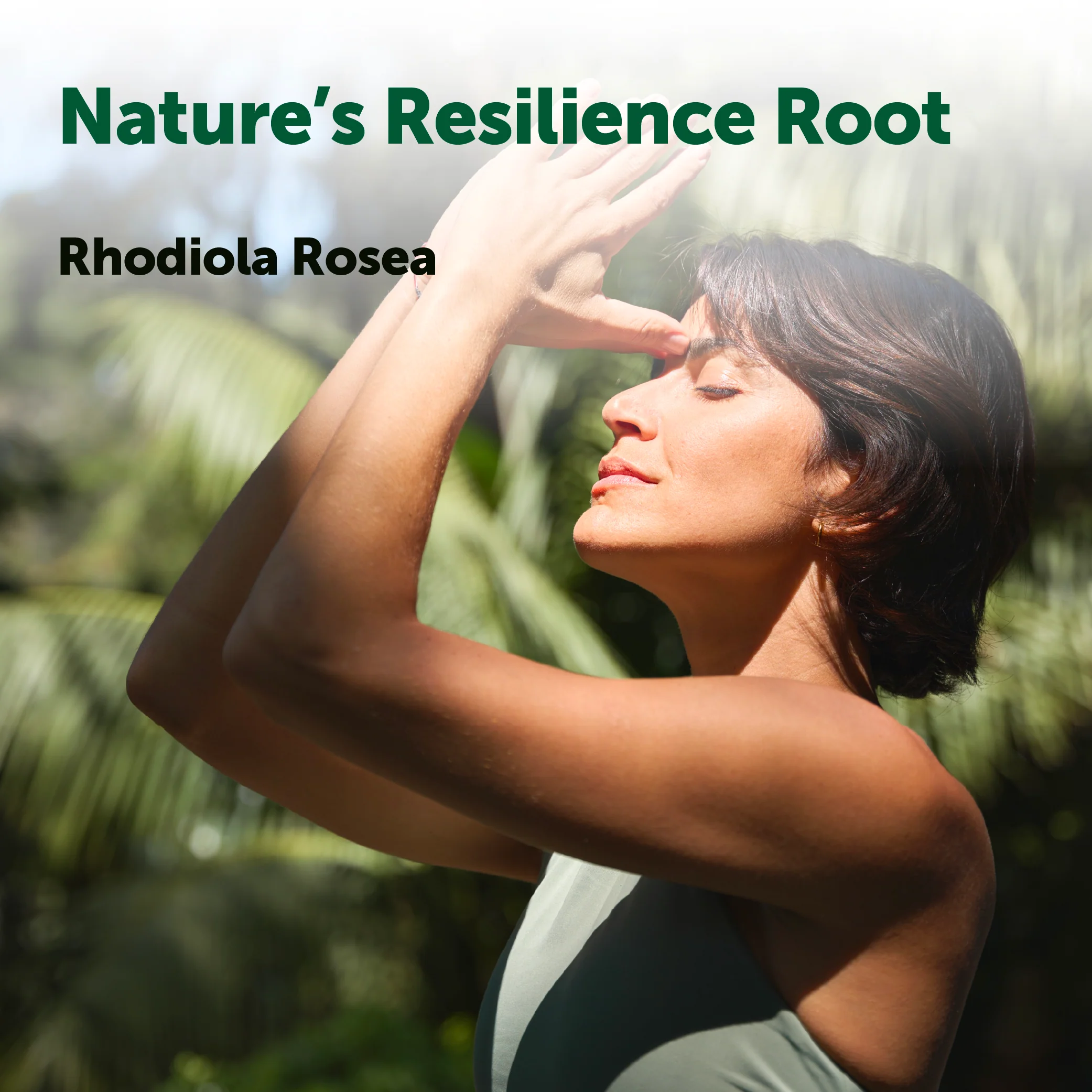 Micro Ingredients Rhodiola Rosea Complex 3000mg, 240 Vegetarian Capsules - Image 5