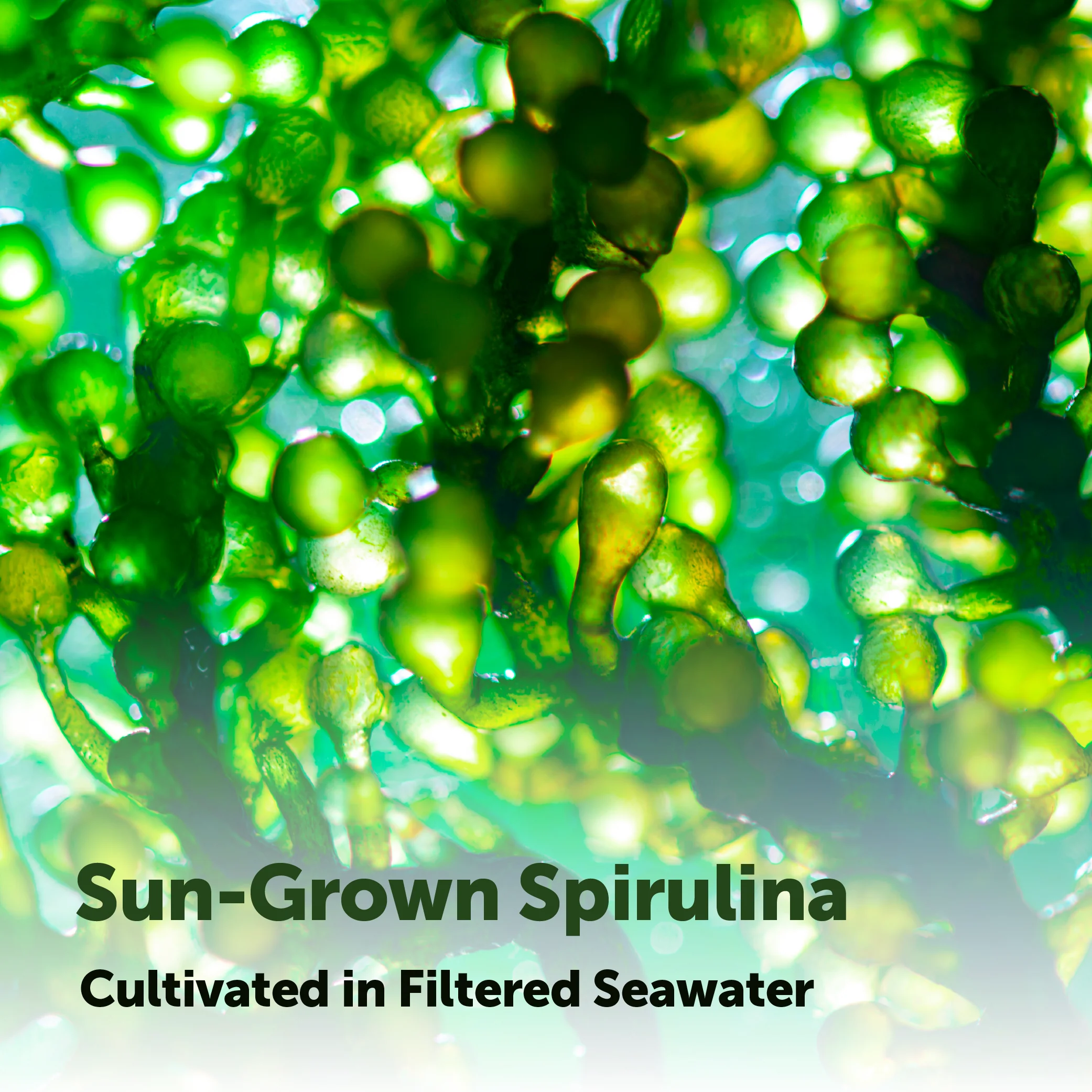 Micro Ingredients Organic Spirulina Tablets 720 Counts - Image 6